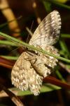Scopula immorata