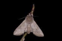 Orthosia cerasi