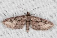 Eupithecia ericeata