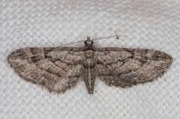 Eupithecia ericeata