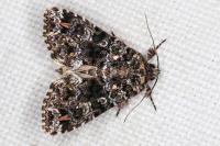 Callopistria latreillei