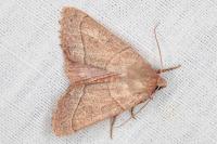 Mesogona acetosellae