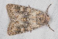 Polymixis xanthomista