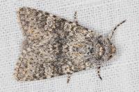 Polymixis xanthomista