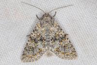 Polymixis flavicincta flavicincta