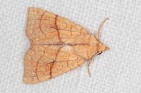 Tiliacea citrago