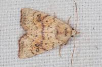 Tiliacea sulphurago