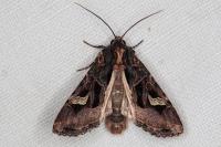Trigonophora flammea