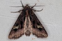 Trigonophora flammea