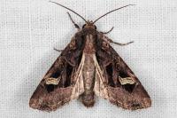 Trigonophora flammea