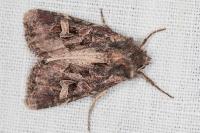 Trigonophora jodea