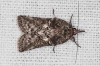 Nycteola columbana