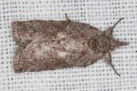 Nycteola columbana