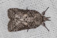 Nycteola columbana