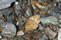 Ematurga atomaria