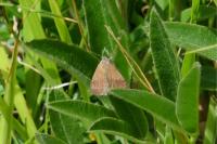 Phytometra viridaria