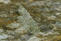 Charissa obscurata obscurata