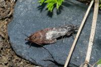 Asarta aethiopella