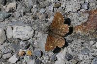 Ematurga atomaria