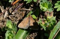 Pyrausta despicata