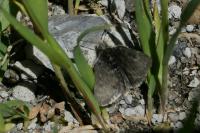 Metaxmeste phrygialis