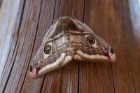 Saturnia pavonia
