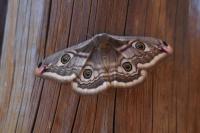 Saturnia pavonia