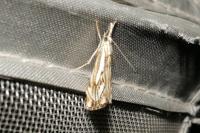 Catoptria falsella