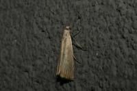 Chrysoteuchia culmella