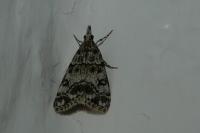 Eudonia