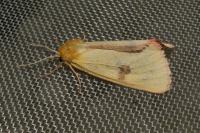 Diacrisia sannio