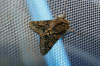 Apocheima hispidaria
