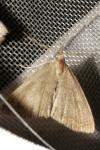 Pechipogo strigilata