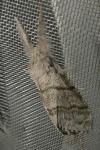 Calliteara pudibunda