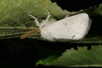 Euproctis chrysorrhoea