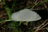 Leucoma salicis