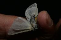Leucoma salicis