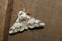 Biston strataria