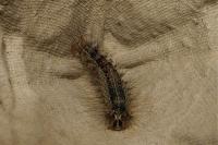 Lymantria dispar