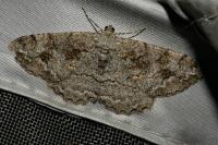 Alcis repandata