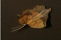 Epione repandaria