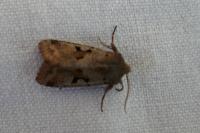 Orthosia gothica