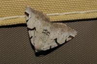 Macaria wauaria
