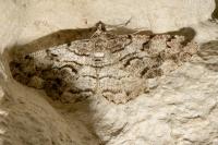 Peribatodes secundaria secundaria