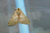 Phigalia pilosaria