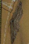 Hypomecis punctinalis