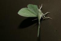 Hemistola chrysoprasaria