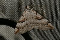 Aplocera