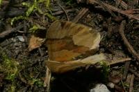 Cidaria fulvata