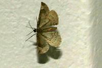 Eulithis prunata